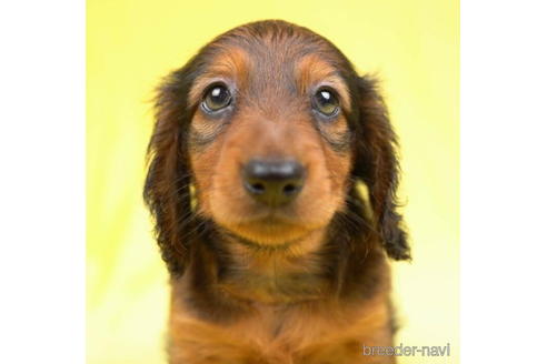 成約済の東京都のカニンヘンダックスフンド(ロングヘアード)-188153の3枚目